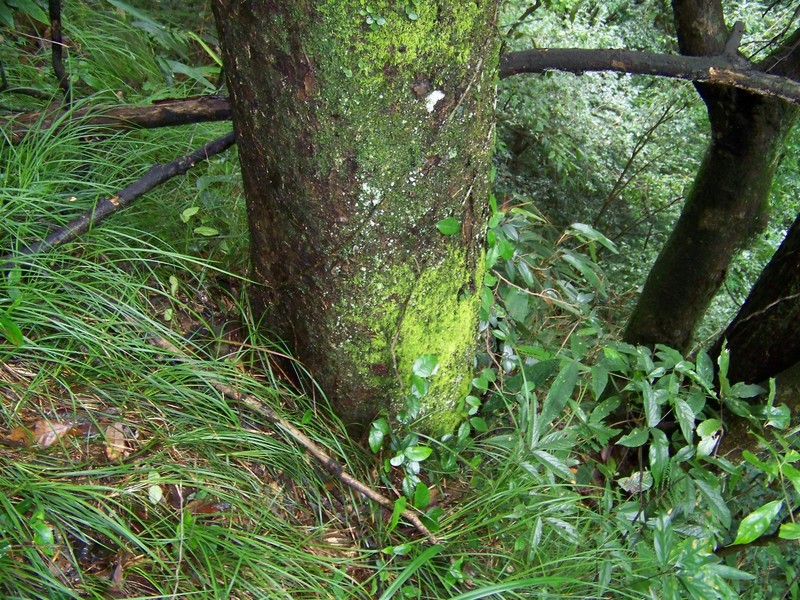 Ulmus elongata
