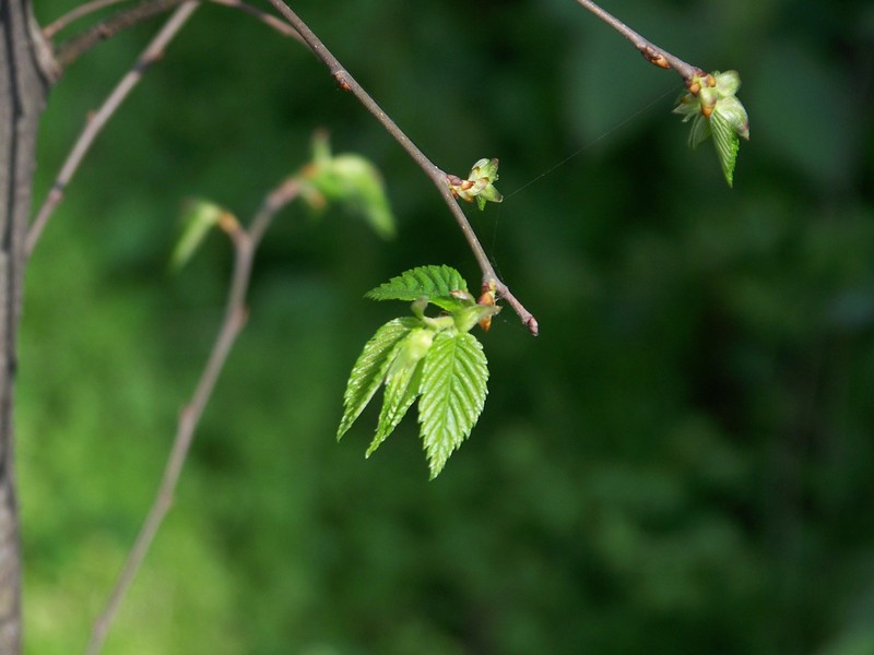 Ulmus elongata photo 2