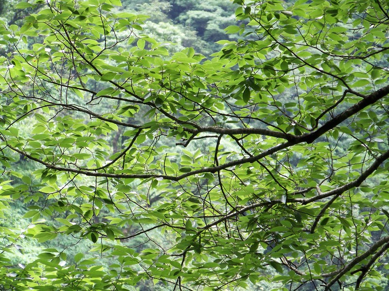 Ulmus elongata photo 3
