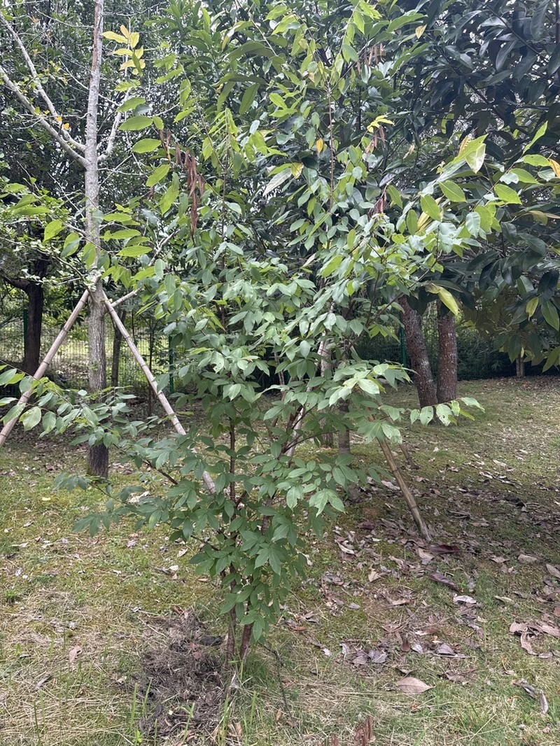 Ulmus elongata photo 4