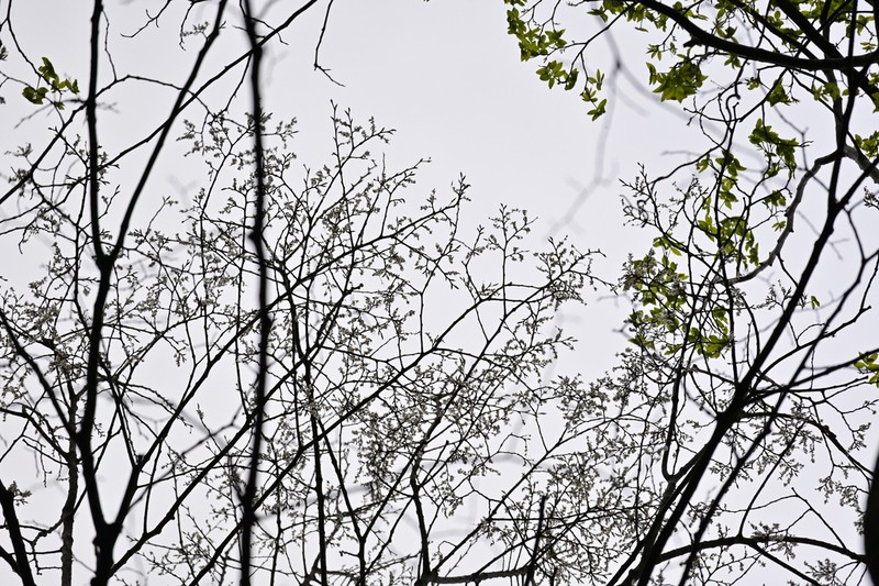 Ulmus elongata photo 5
