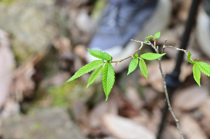 Ulmus elongata photo 6