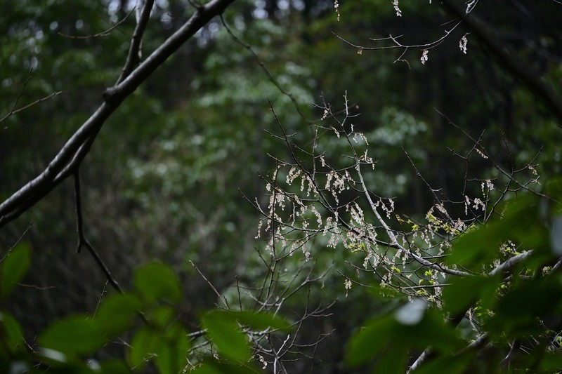 Ulmus elongata photo 7