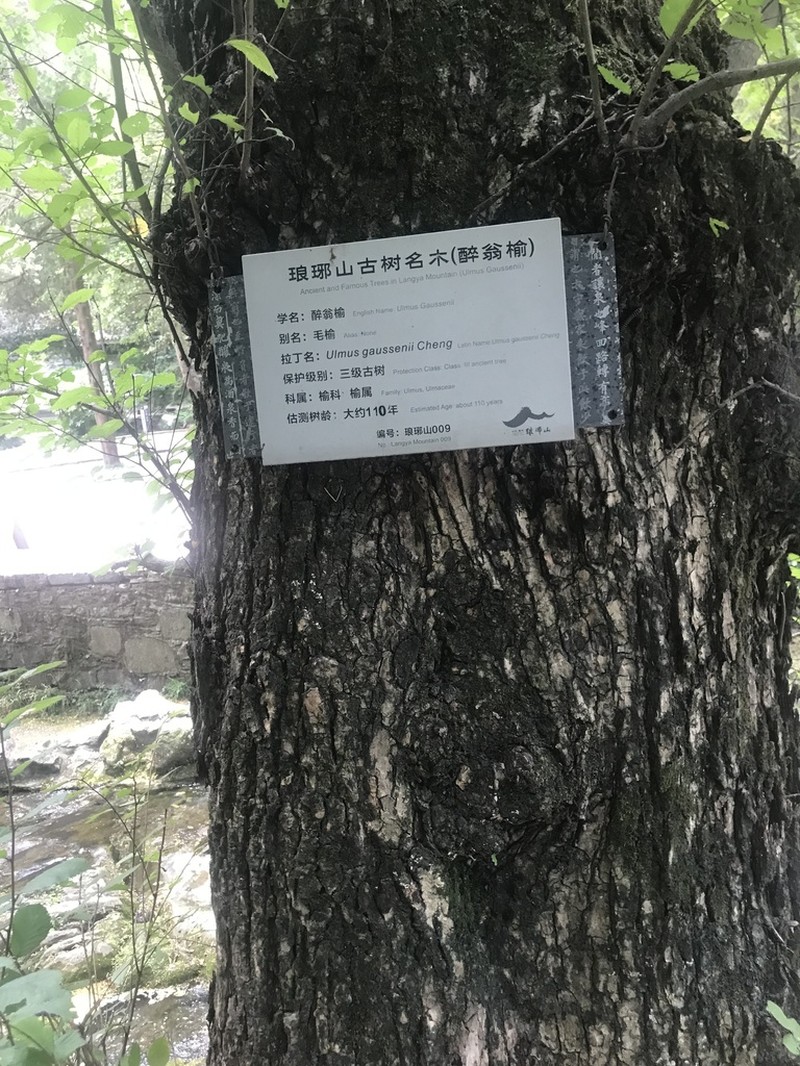 Ulmus gaussenii photo 2
