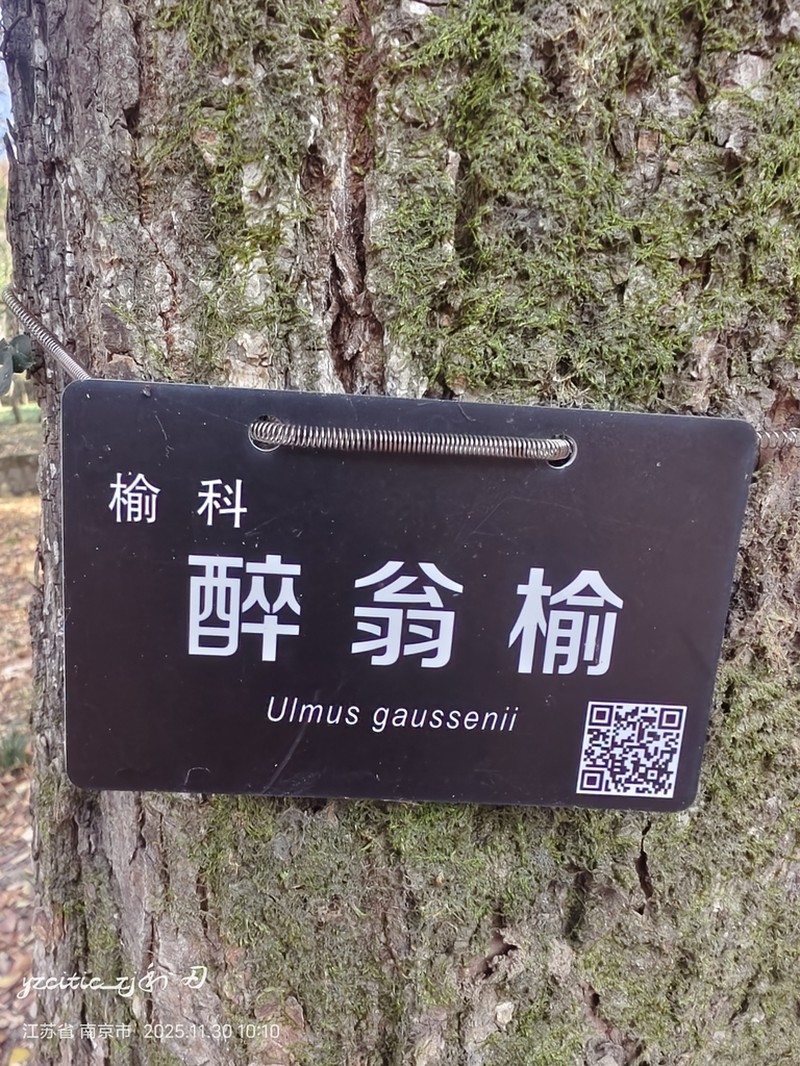 Ulmus gaussenii photo 3