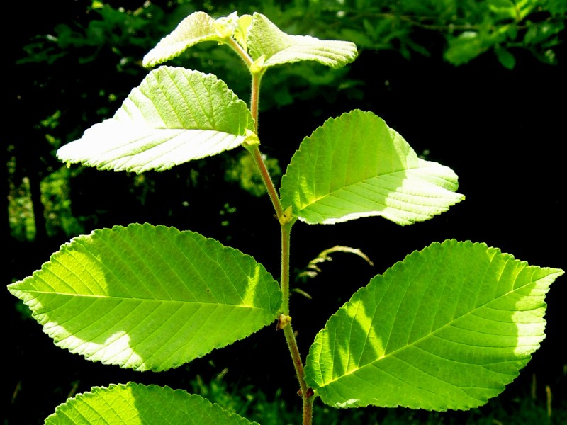 Ulmus gaussenii