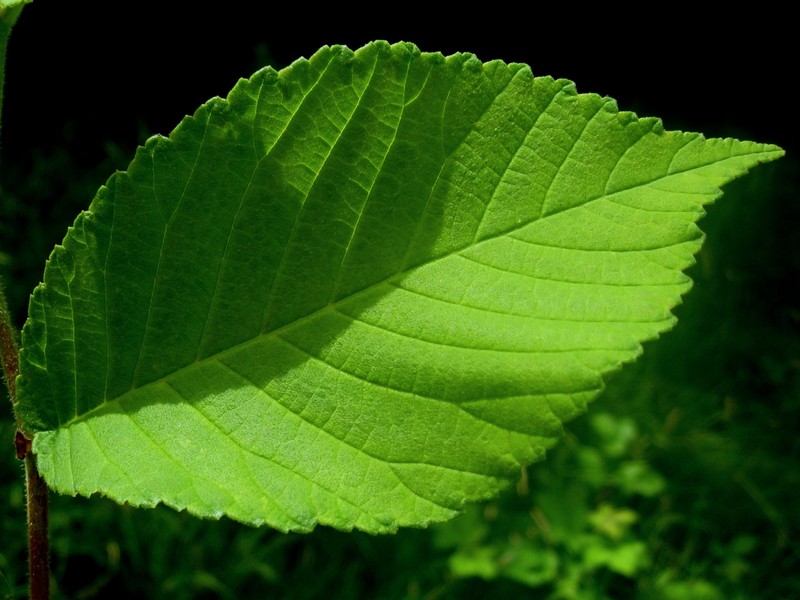 Ulmus gaussenii photo 4