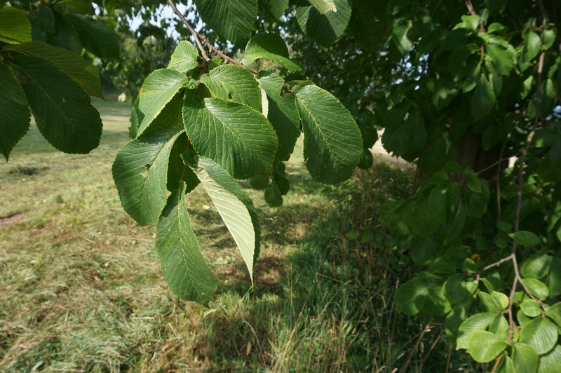Wych Elm photo 7