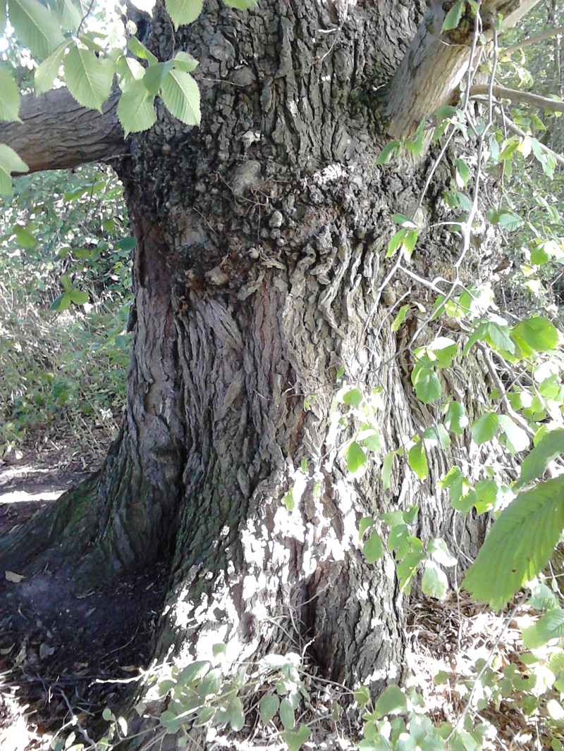 Wych Elm photo 8