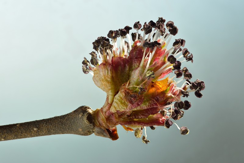 Wych Elm photo 2