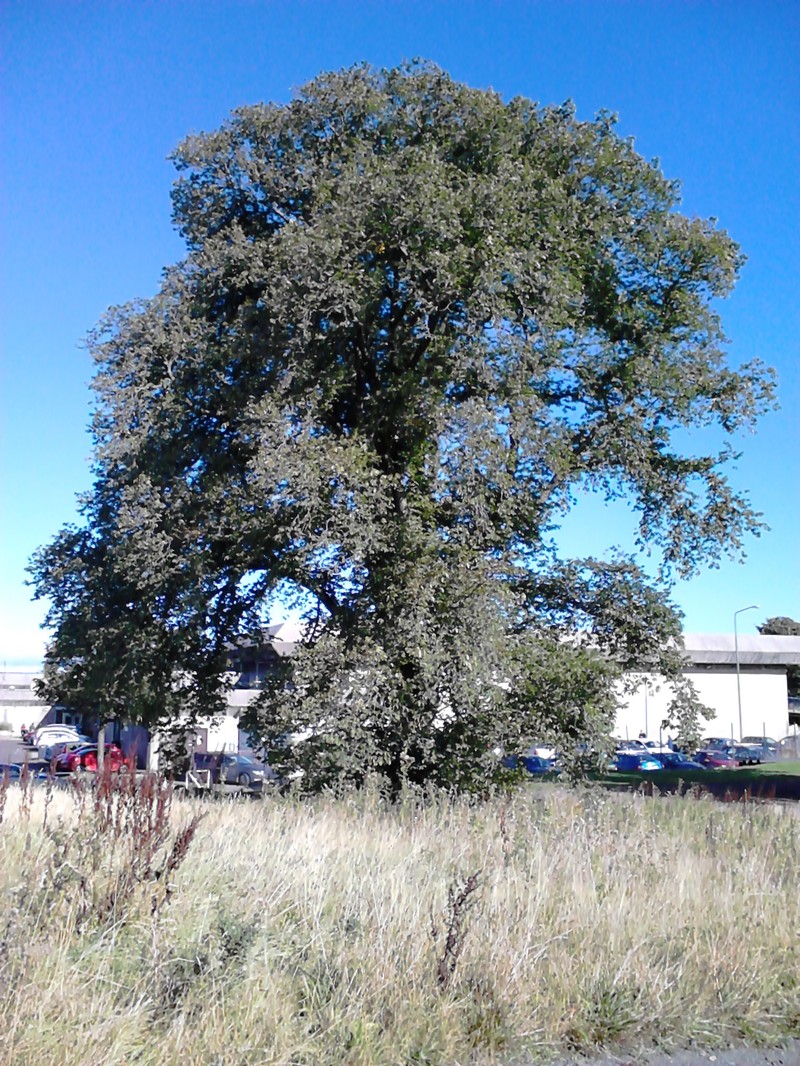 Wych Elm photo 3