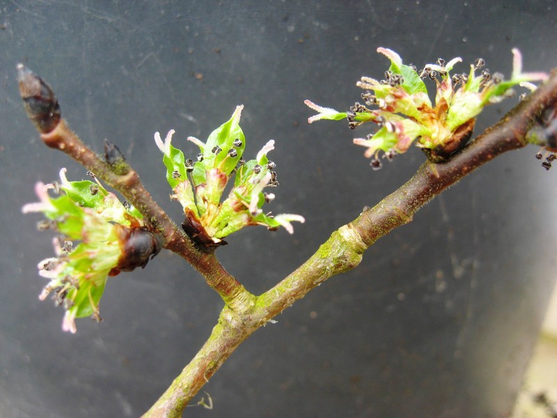Wych Elm photo 4