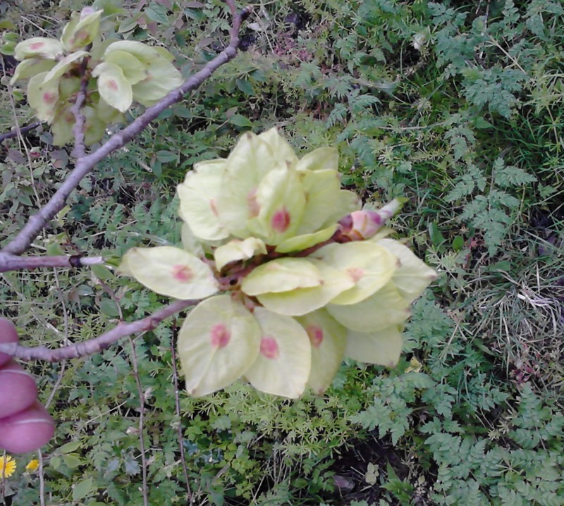 Wych Elm photo 5