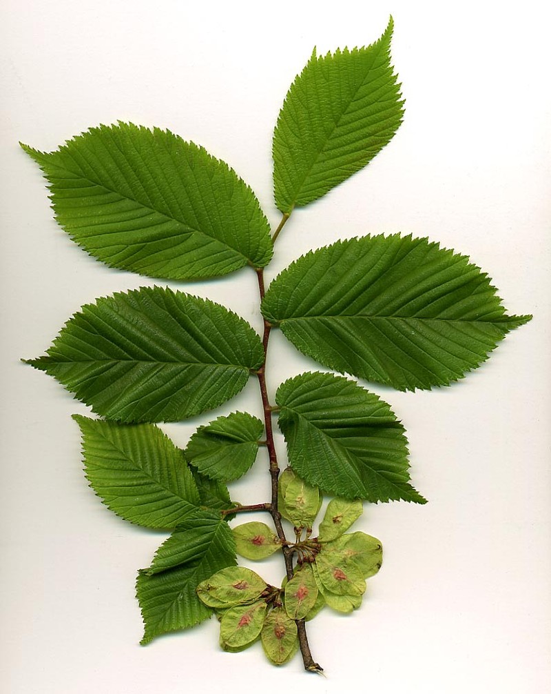 Wych Elm photo 6