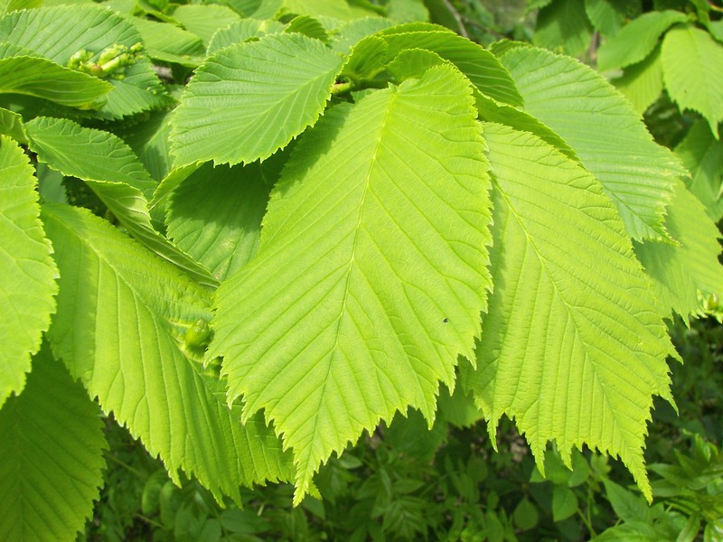 Wych Elm photo 8