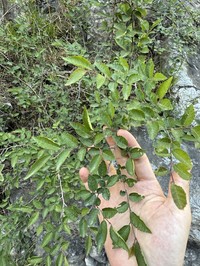 Ulmus glaucescens