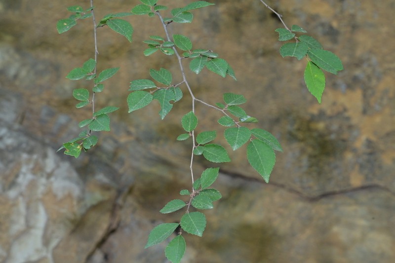Ulmus glaucescens photo 2