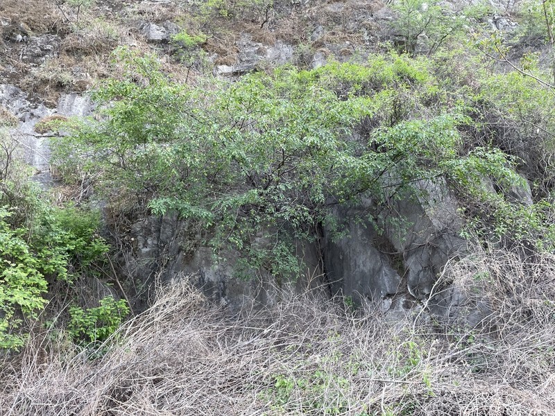 Ulmus glaucescens photo 3
