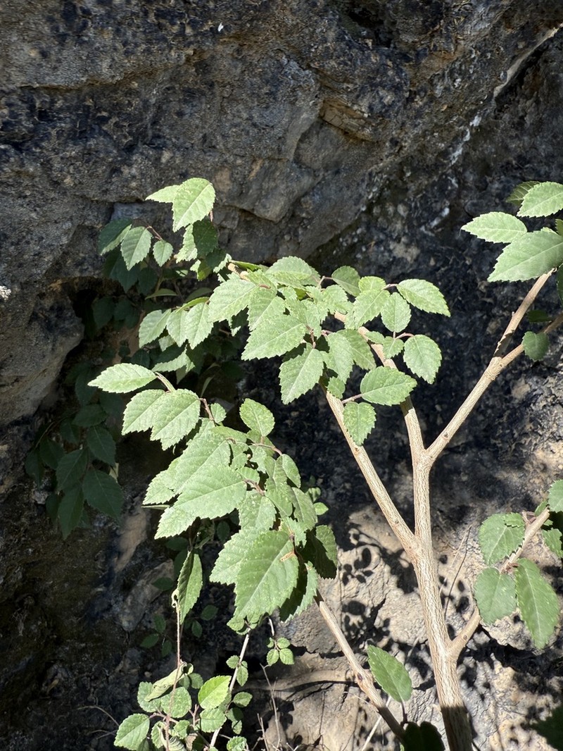 Ulmus glaucescens photo 4
