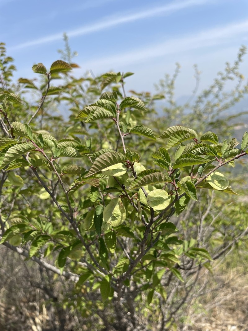 Ulmus glaucescens photo 5