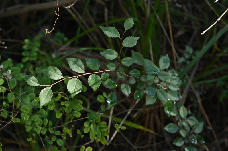 Ulmus glaucescens photo 6