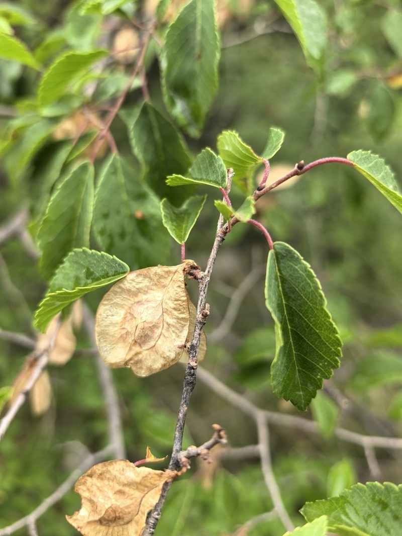 Ulmus glaucescens photo 7