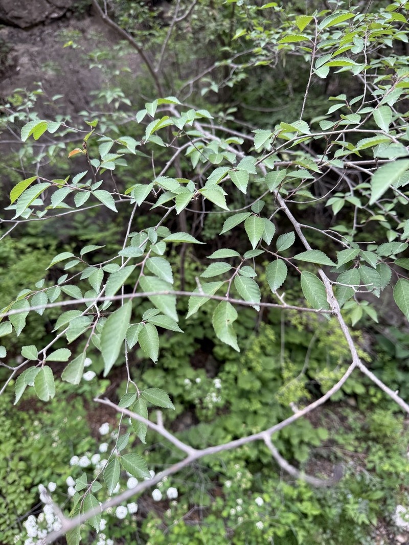 Ulmus glaucescens photo 8