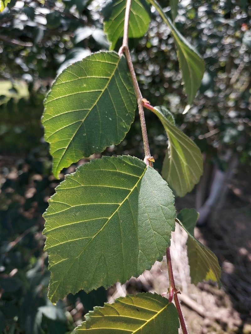 Ulmus harbinensis