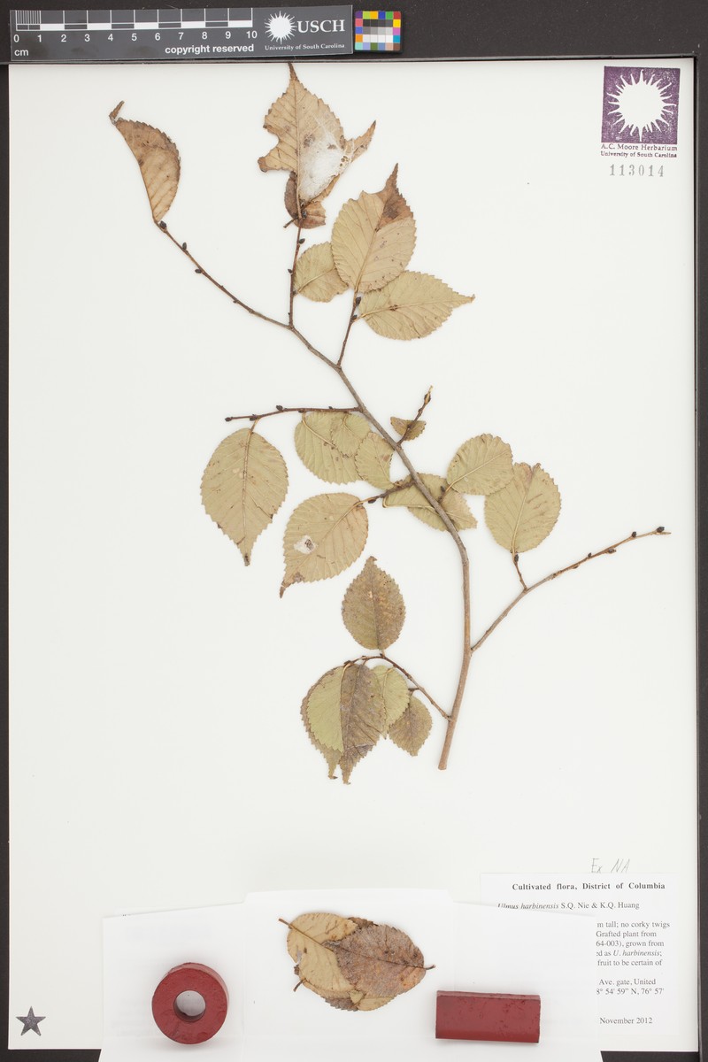Ulmus harbinensis photo 2