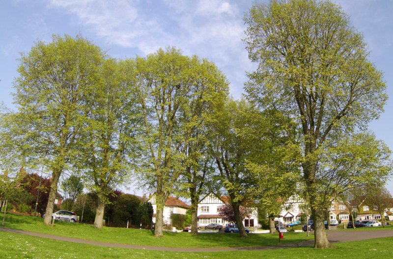 Dutch Elm