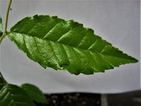 Ulmus ismaelis