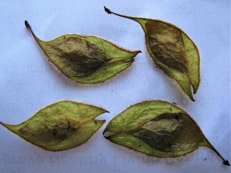 Ulmus ismaelis photo 2