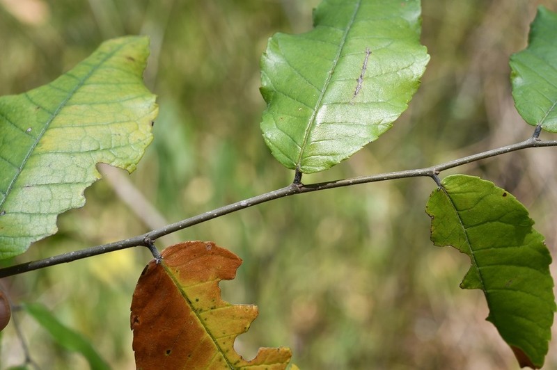 Ulmus ismaelis photo 3