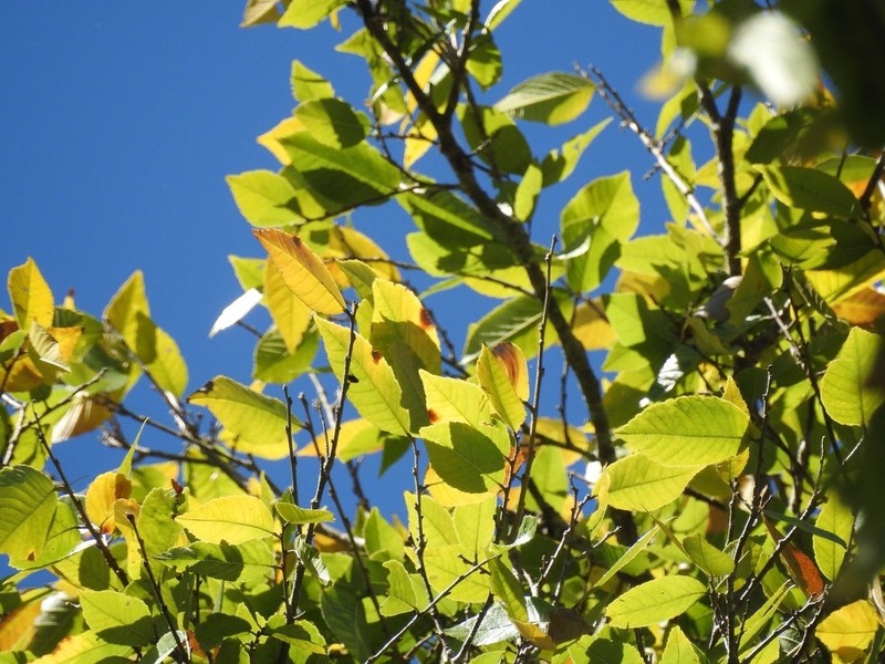 Ulmus ismaelis photo 4