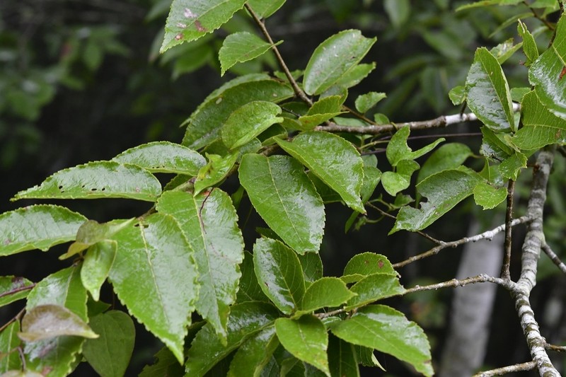 Ulmus ismaelis photo 5