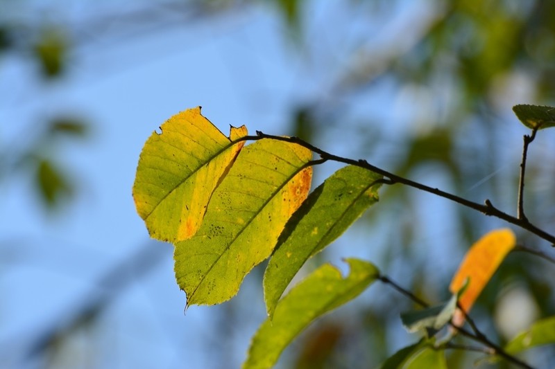 Ulmus ismaelis photo 6