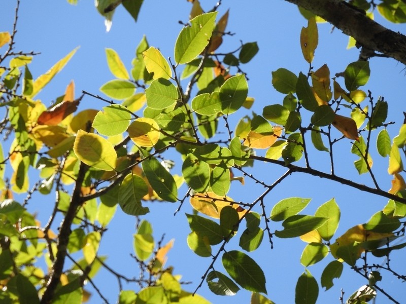 Ulmus ismaelis photo 7