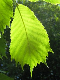 Ulmus laciniata