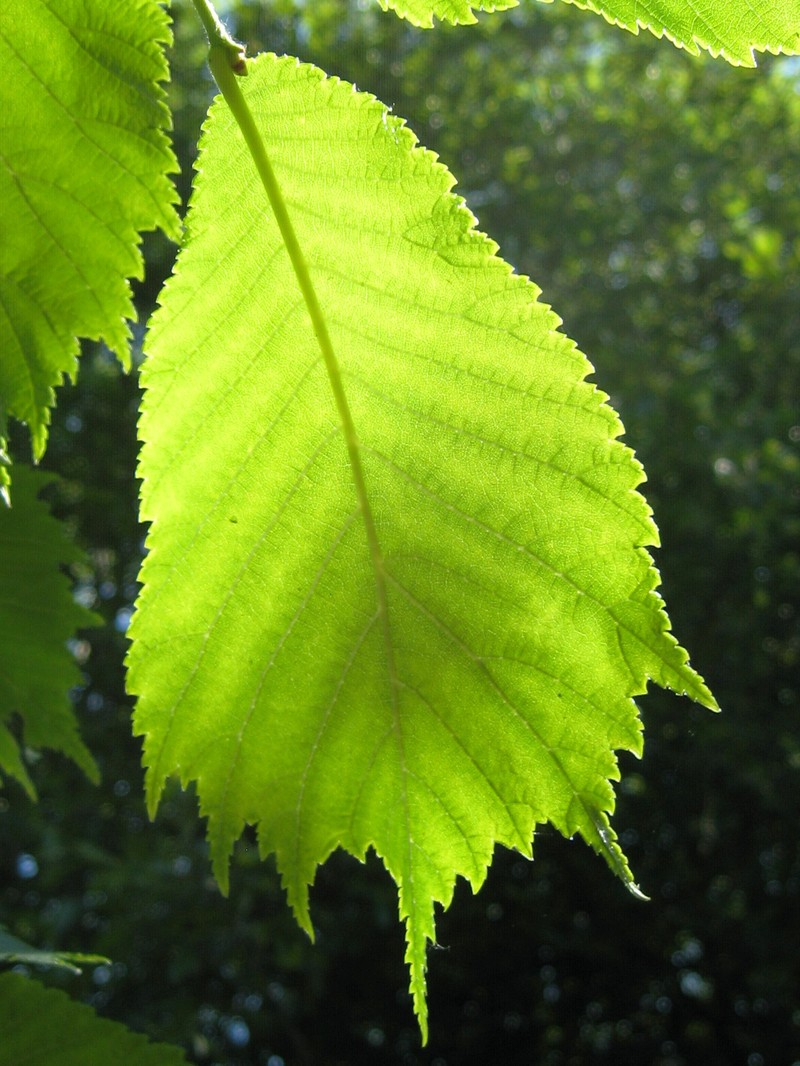 Ulmus laciniata