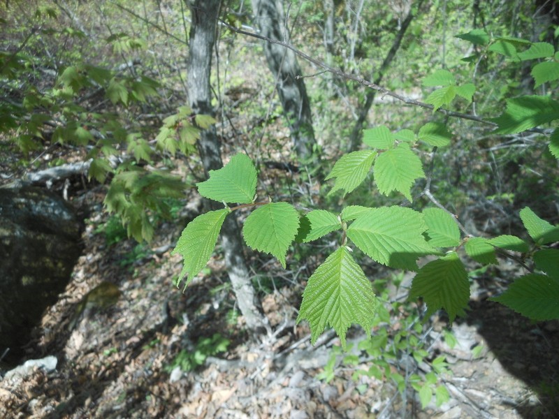 Ulmus laciniata photo 2