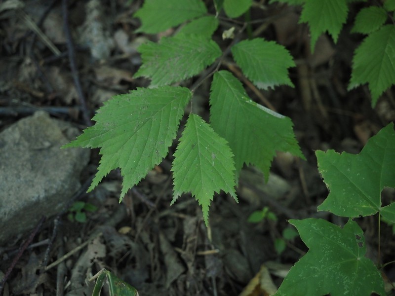 Ulmus laciniata photo 3