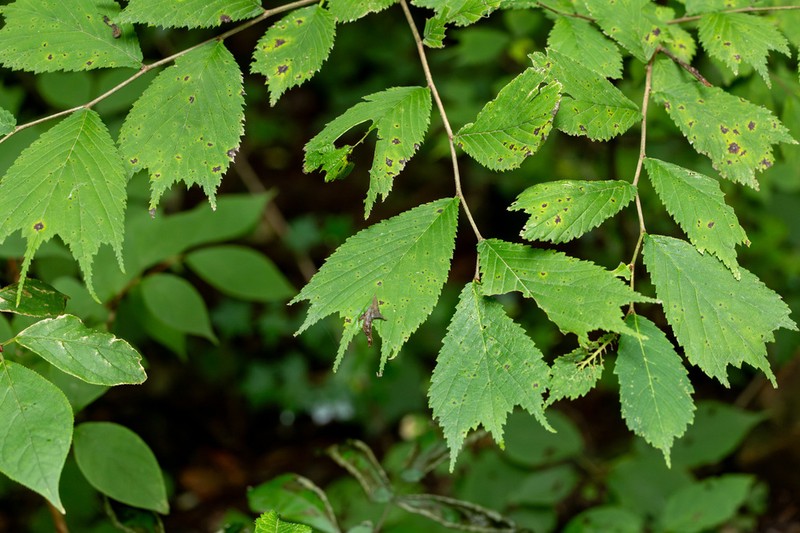 Ulmus laciniata photo 4