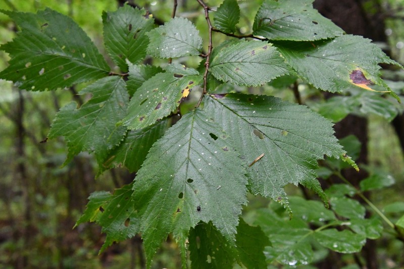 Ulmus laciniata photo 5
