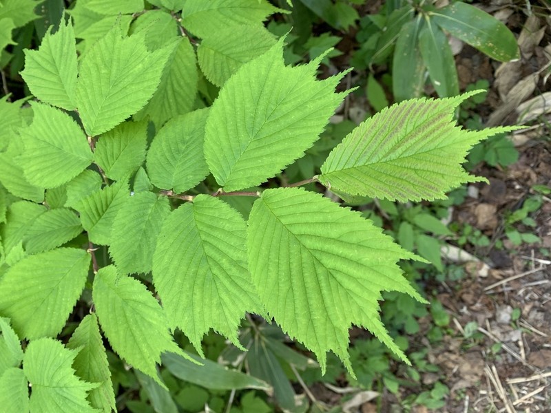 Ulmus laciniata photo 6
