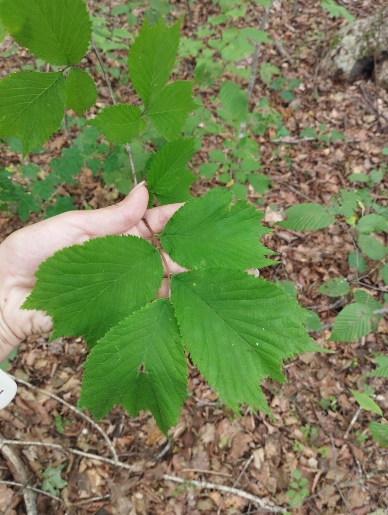 Ulmus laciniata photo 7