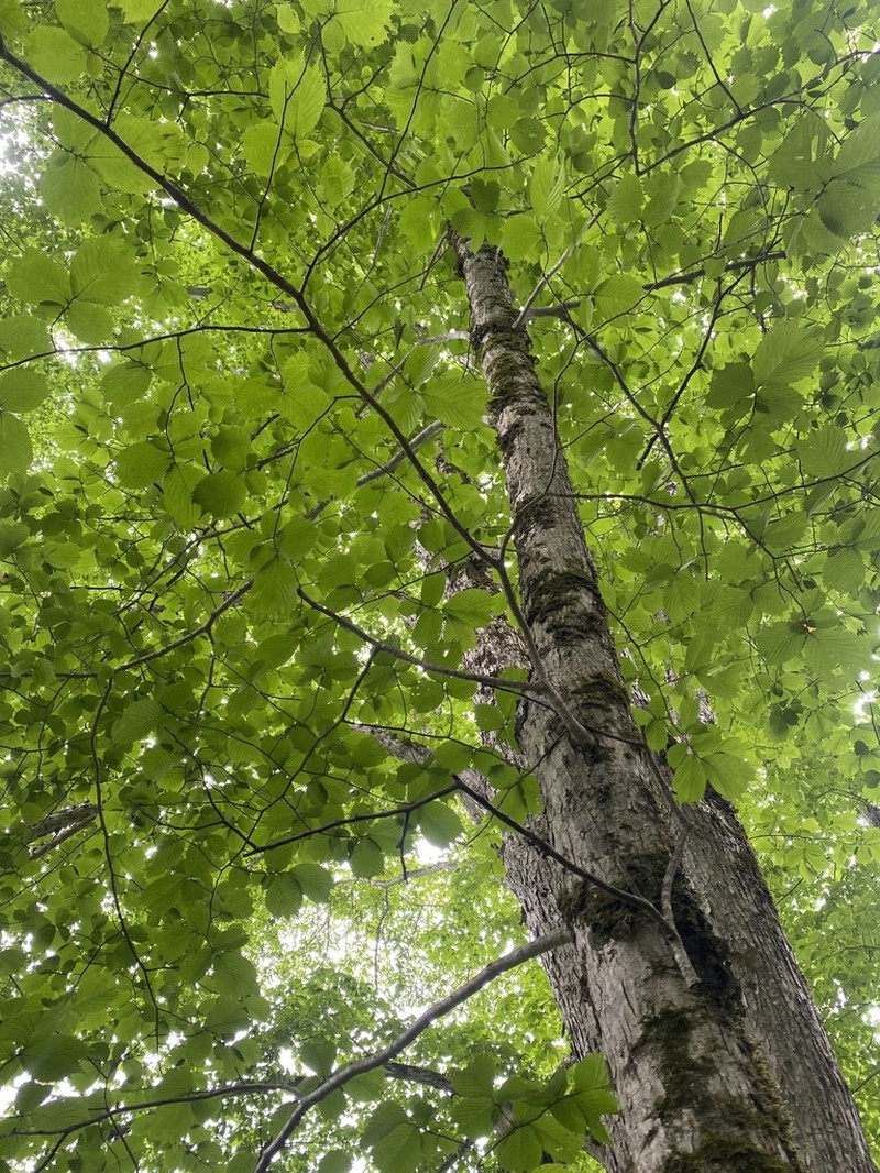 Ulmus laciniata photo 8
