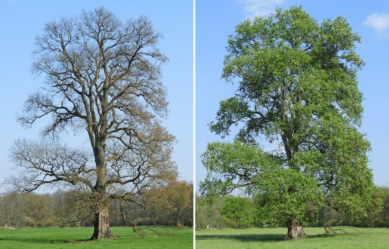 Ulmus laevis