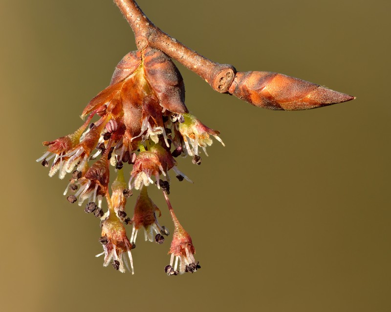 Ulmus laevis photo 2