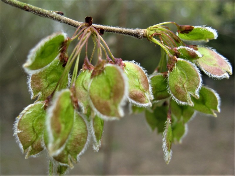 Ulmus laevis photo 3