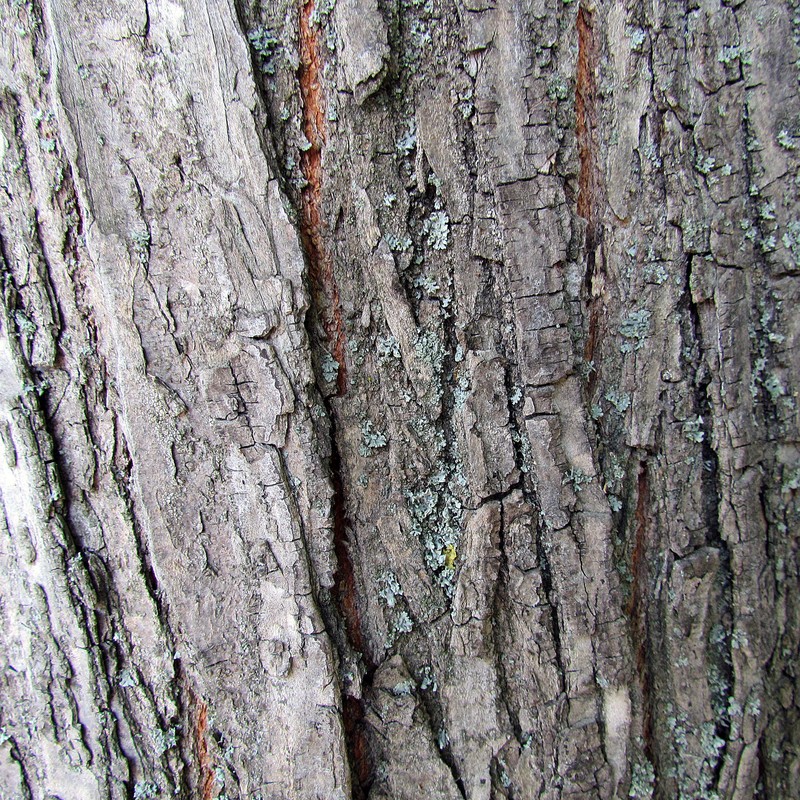 Ulmus laevis photo 4